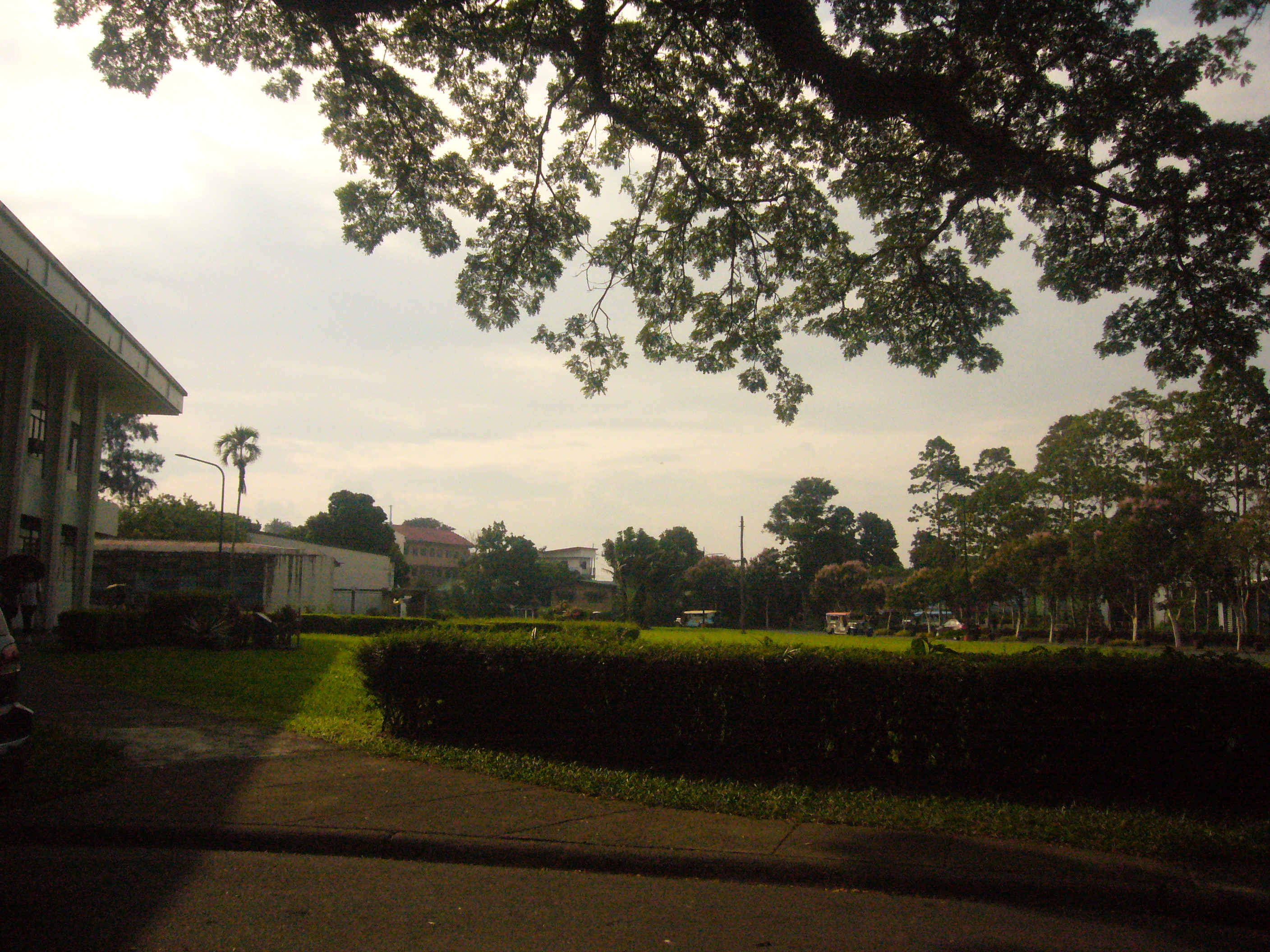 Tree-lined path at dusk