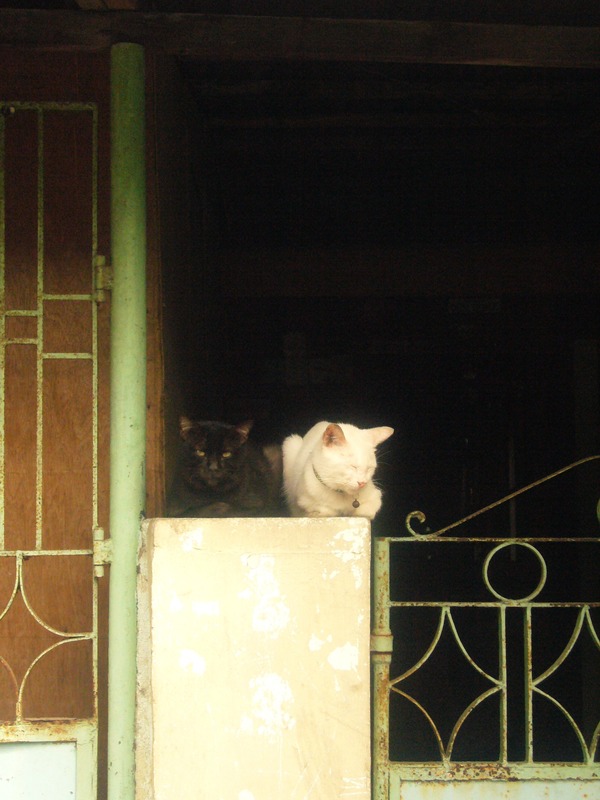 White cat sitting by a doorway