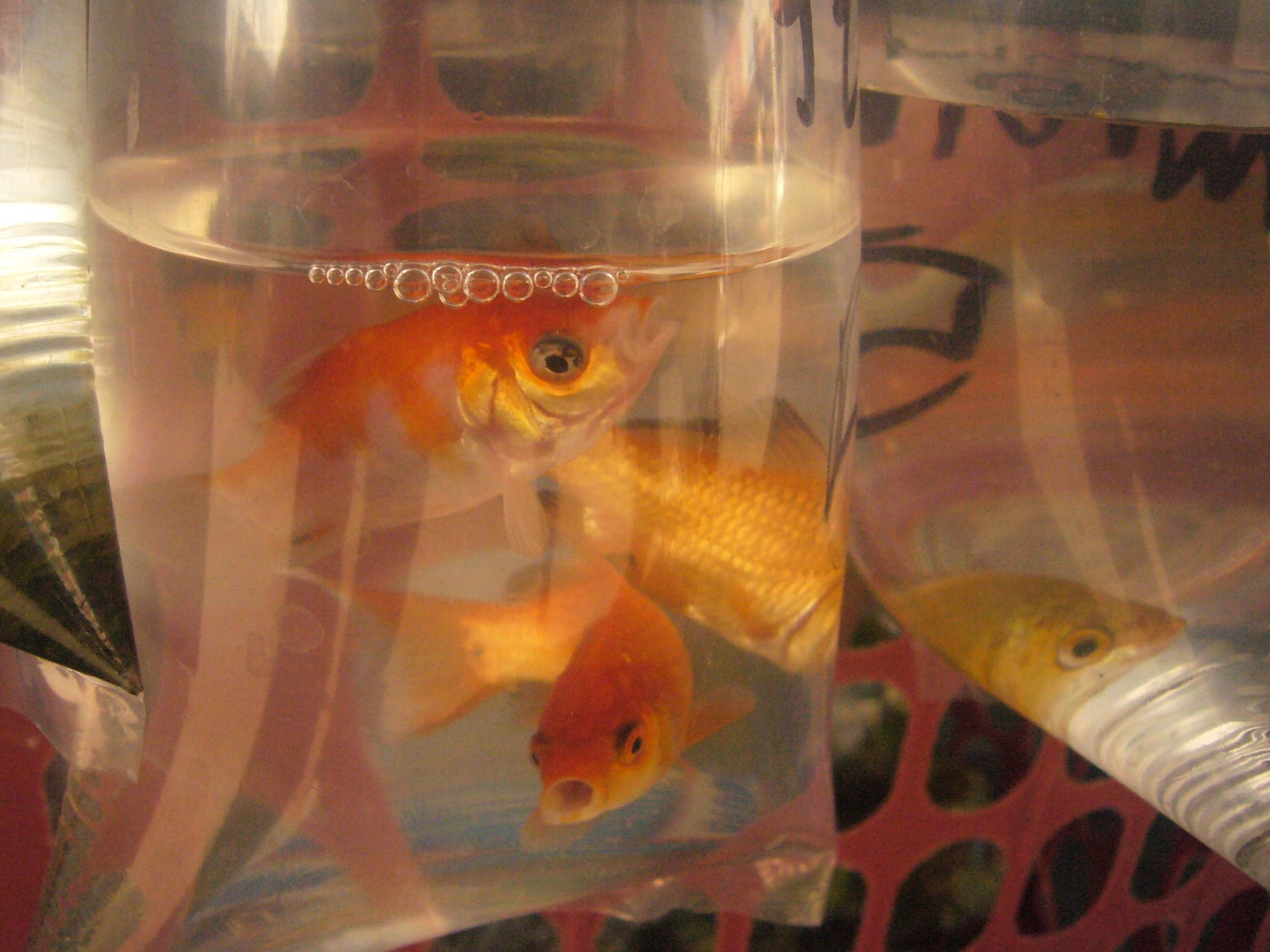 Fish in plastic bags